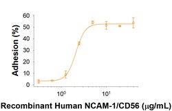 R D Systems Recombinant Human NCAM-1/CD56 Fc Chimera Protein 50 &mu;g | Buy Online | R&amp;D Systems&trade; | Fisher Scientific