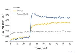 R&D Systems&trade;&nbsp;NeuroXVivo Rat Motor Neuron Culture Kit