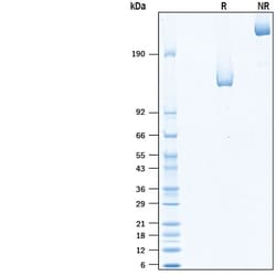 R&D Systems&trade;&nbsp;Recombinant Human Neuropilin-1 Fc Chimera Protein