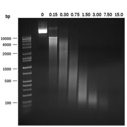R D Systems Recombinant S. marcescens NucA nuclease Protein 20 &mu;g | Buy Online | R&amp;D Systems&trade; | Fisher Scientific