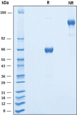 R D Systems Recombinant Human OSCAR Fc Chimera Protein 50 &mu;g | Buy Online | R&amp;D Systems&trade; | Fisher Scientific