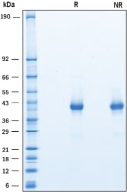 R&D Systems&trade;&nbsp;Recombinant Human OX40/TNFRSF4 His-tag Protein