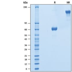 R D Systems Recombinant Cynomolgus OX40/TNFRSF4 Fc Chimera Protein 50 &mu;g | Buy Online | R&amp;D Systems&trade; | Fisher Scientific