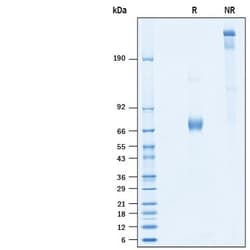 R&D Systems&trade;&nbsp;Recombinant Human Olfactomedin-4/OLFM4 His-tag Protein