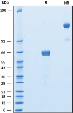 R&D Systems™ Recombinant Rat PD-1 Fc Chimera Protein