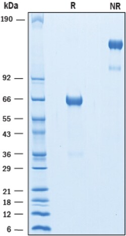 R D Systems Recombinant Human PD-1 Fc Chimera Biotinylated Protein 50 &mu;g | Buy Online | R&amp;D Systems&trade; | Fisher Scientific