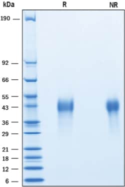 R&D Systems&trade;&nbsp;Recombinant Human PD-1 His-tag Avi-tag Protein