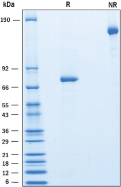 R&D Systems&trade;&nbsp;Recombinant Human PDGFRL Fc Chimera Protein