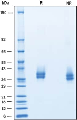 R&D Systems&trade;&nbsp;Recombinant Human PD-L1/B7-H1 His-tag Avi-tag Protein