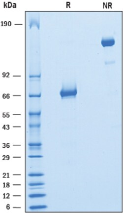 R D Systems Recombinant Rat PD-L2/B7-DC Fc Chimera Protein 100 &mu;g | Buy Online | R&amp;D Systems&trade; | Fisher Scientific