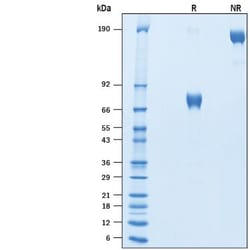 R&D Systems&trade;&nbsp;Recombinant Human PD-L2/B7-DC Fc Chimera Avi-tag Protein