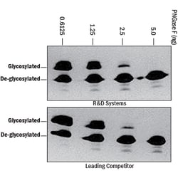 R&D Systems&trade;&nbsp;Recombinant F. meningosepticum PNGase F Protein