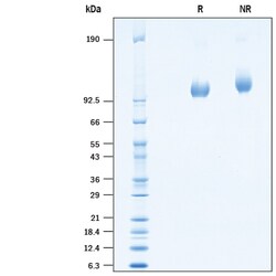 R&D Systems&trade;&nbsp;Recombinant Cynomolgus PSMA/FOLH1/NAALADase I Protein