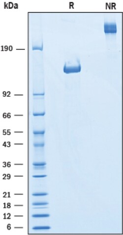 R D Systems Recombinant Human Ret Fc Chimera Protein 50 &mu;g | Buy Online | R&amp;D Systems&trade; | Fisher Scientific
