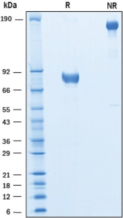 R D Systems Recombinant Human SIRP beta 2 Fc Chimera Protein 50 &mu;g | Buy Online | R&amp;D Systems&trade; | Fisher Scientific