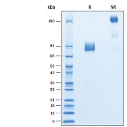 R D Systems Recombinant Cynomolgus SIRP gamma/CD172g Fc Protein 50 &mu;g | Buy Online | R&amp;D Systems&trade; | Fisher Scientific