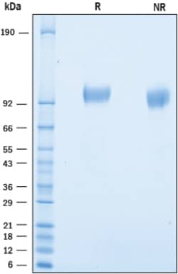 R&D Systems&trade;&nbsp;Recombinant Mouse SLITRK3 His-tag Protein