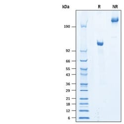 R&D Systems&trade;&nbsp;Recombinant Human Semaphorin 4B Fc Chimera Protein