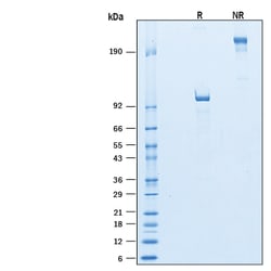 R&D Systems&trade;&nbsp;Recombinant Human Semaphorin 4F Fc Chimera Protein