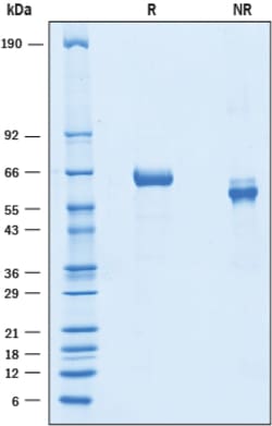R&D Systems&trade;&nbsp;Recombinant Mouse Slit1 (aa 1126-1531) Protein