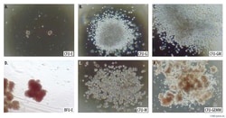 R D Systems StemXVivo Methylcellulose Concentrate