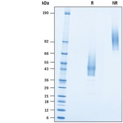 R D Systems Recombinant Human TMEM119 Fc Chimera Protein 50 &mu;g | Buy Online | R&amp;D Systems&trade; | Fisher Scientific