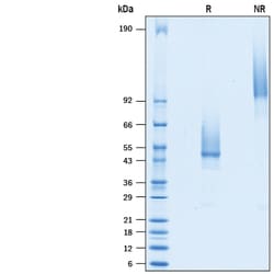 R&D Systems&trade;&nbsp;Recombinant Mouse TMEM119 Fc Chimera Protein