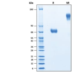 R D Systems Recombinant Human TSLPR Fc Chimera Avi-tag Protein 50 &mu;g | Buy Online | R&amp;D Systems&trade; | Fisher Scientific