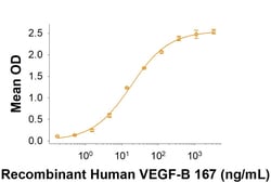R D Systems Recombinant Human VEGF-B 167 Protein 25 ug | Buy Online | R&amp;D Systems&trade; | Fisher Scientific