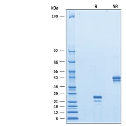 R&D Systems&trade;&nbsp;Recombinant Human VEGF 165 Avi-tag Biotinylated Protein