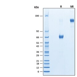 R&D Systems&trade;&nbsp;Recombinant Human VISTA/B7-H5/PD-1H Fc Avi-tag Protein