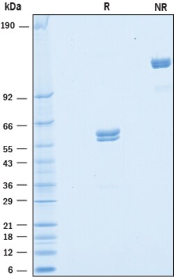 R&D Systems&trade;&nbsp;Recombinant Human VSIG2 Fc Chimera Protein