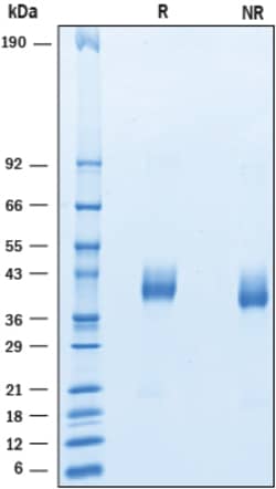 R&D Systems&trade;&nbsp;Recombinant Human VSTM2A His-tag Protein