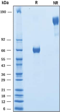 R D Systems Recombinant Human VSTM2B Fc Chimera Protein 50 &mu;g | Buy Online | R&amp;D Systems&trade; | Fisher Scientific