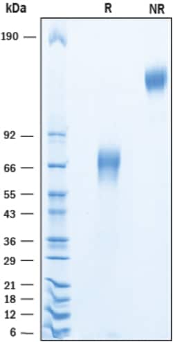 R&D Systems&trade;&nbsp;Recombinant Human VSTM4 Fc Chimera Protein
