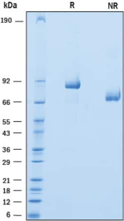 R&D Systems&trade;&nbsp;Recombinant Human Versican Isoform V3 His-tag Protein, CF