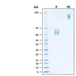 R D Systems Recombinant Human B7-1/CD80 Fc Alexa Fluor 488 Protein 20 &mu;g | Buy Online | R&amp;D Systems&trade; | Fisher Scientific