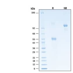 R&D Systems&trade;&nbsp;Recombinant Human CD300e Fc Chimera Alexa Fluor&trade; 488 Protein