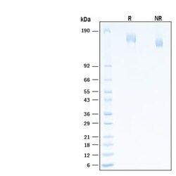 R D Systems Recombinant SARS-CoV-2 S GCN4-IZ Alexa Fluor 488 Protein 20 &mu;g | Buy Online | R&amp;D Systems&trade; | Fisher Scientific