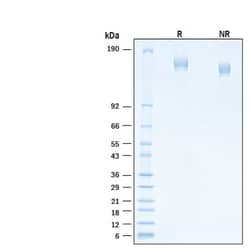R&D Systems&trade;&nbsp;Recombinant SARS-CoV-2 S GCN4-IZ Alexa Fluor&trade; 488 Protein
