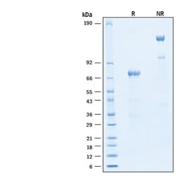 R D Systems Recombinant Human PD-L1/B7-H1 Fc Alexa Fluor 488 Protein 20 &mu;g | Buy Online | R&amp;D Systems&trade; | Fisher Scientific