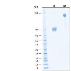 R D Systems Recombinant Human SIRP alpha/CD172a Alexa Fluor 488 Protein 20 &mu;g | Buy Online | R&amp;D Systems&trade; | Fisher Scientific