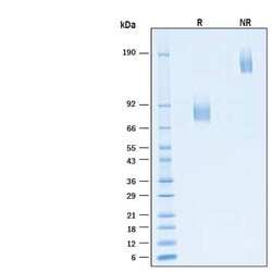 R D Systems Recombinant Human B7-2/CD86 Fc Alexa Fluor 488 Protein 20 &mu;g | Buy Online | R&amp;D Systems&trade; | Fisher Scientific