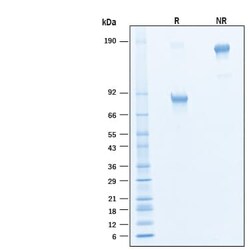R D Systems Recombinant Human B7-H4 Fc Chimera Alexa Fluor 488 Protein 20 &mu;g | Buy Online | R&amp;D Systems&trade; | Fisher Scientific
