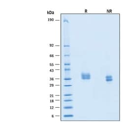 R D Systems Recombinant Human PD-L1/B7-H1 His Alexa Fluor 488 Protein 20 &mu;g | Buy Online | R&amp;D Systems&trade; | Fisher Scientific