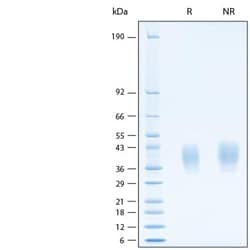 R D Systems Recombinant Human PD-L2/B7-DC His Alexa Fluor 488 Protein 20 &mu;g | Buy Online | R&amp;D Systems&trade; | Fisher Scientific