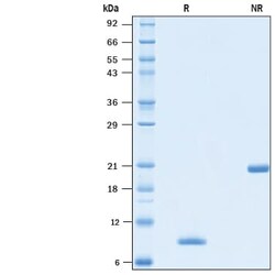 R&D Systems&trade;&nbsp;Recombinant Human BMP-4 Animal-Free Protein
