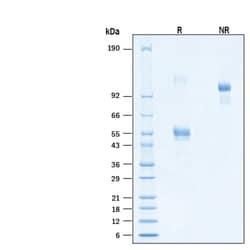 R&D Systems&trade;&nbsp;Recombinant Human CD300e Fc Chimera Alexa Fluor&trade; 647 Protein