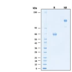 R D Systems Recombinant Human PD-1 Fc Chimera Alexa Fluor 647 Protein 20 &mu;g | Buy Online | R&amp;D Systems&trade; | Fisher Scientific