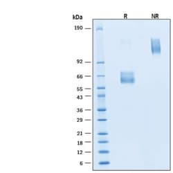R D Systems Recombinant Human HVEM/TNFRSF14 Fc Alexa Fluor 647 Protein 20 &mu;g | Buy Online | R&amp;D Systems&trade; | Fisher Scientific
